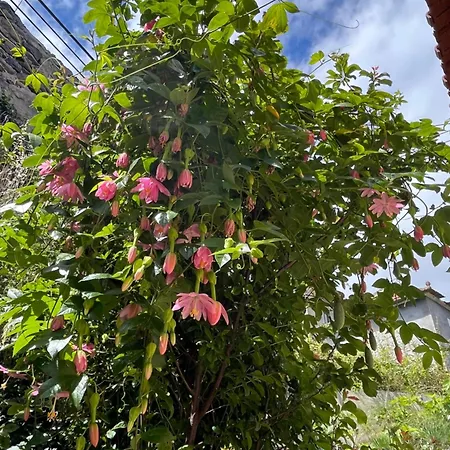 Feriehus Tropical House Ribeira Brava
