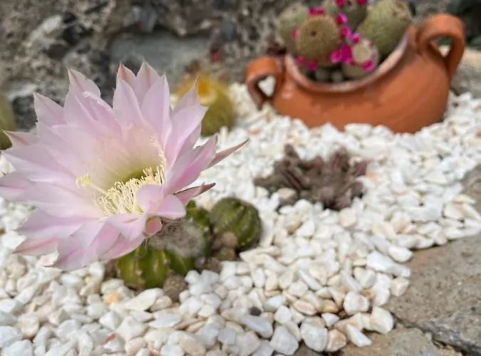 Tropical House בית נופש *