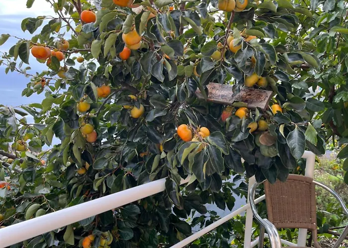 Tropical House Ferienhaus