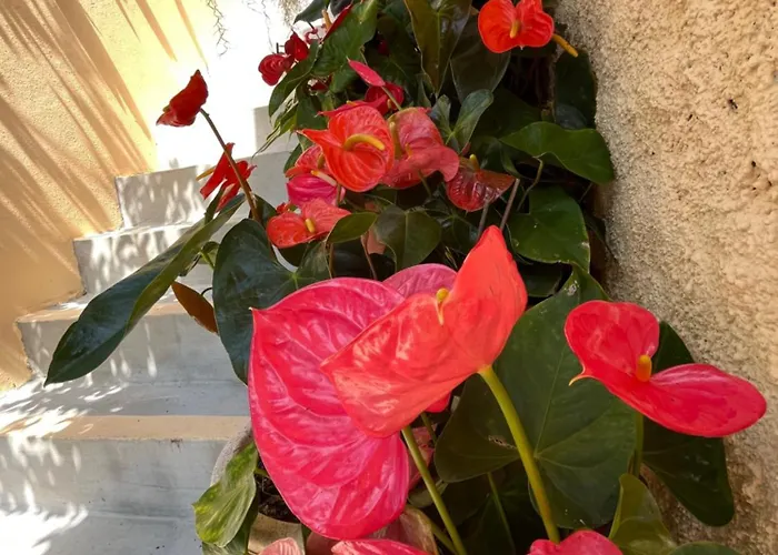 בית נופש Tropical House *