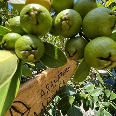 Дом отдыха Tropical House Рибейра-Брава