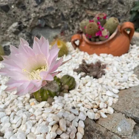 Tropical House Casa vacanze *