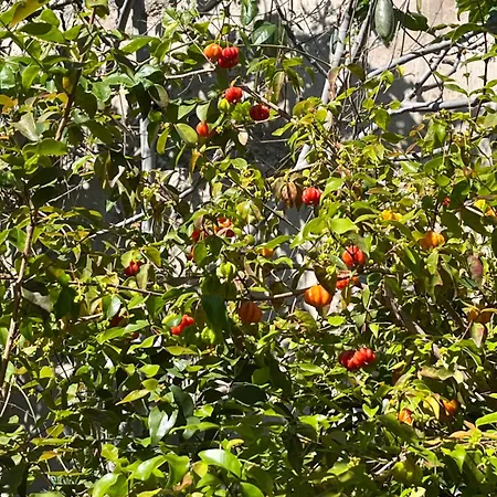 Tropical House Дом отдыха Рибейра-Брава