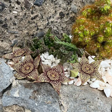 Tropical House 別荘 リベイラ・ブラーヴァ