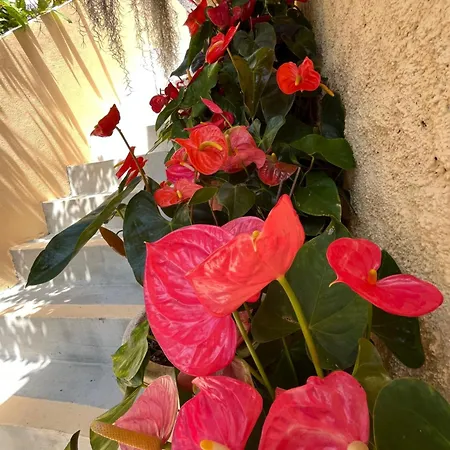 Casa vacanze Tropical House *