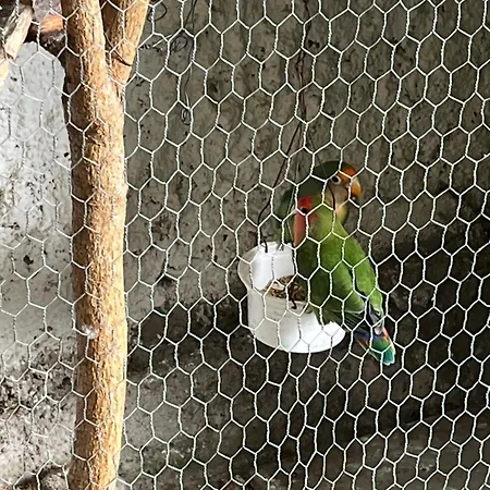 Casa vacanze Tropical House Ribeira Brava