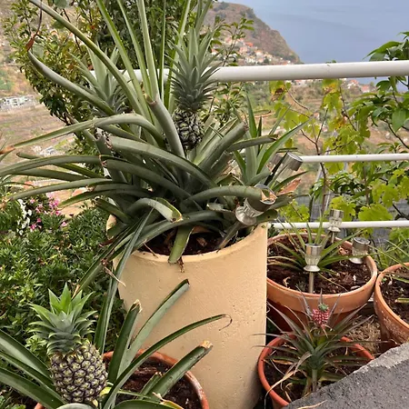 Tropical House Ribeira Brava