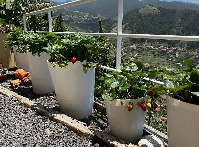 Tropical House Tatil Evi *