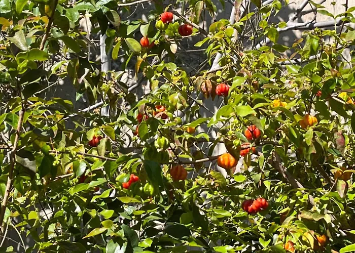 Tropical House Vakantiehuis Ribeira Brava