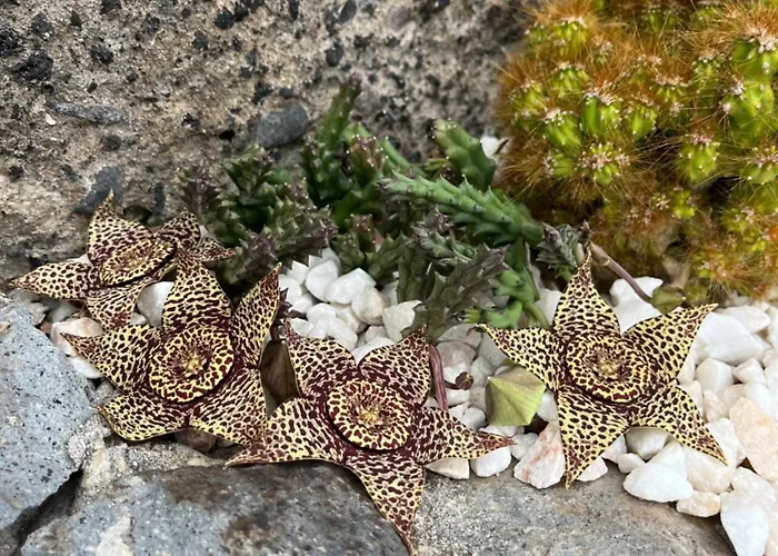 Tropical House Prázdninový dům Ribeira Brava